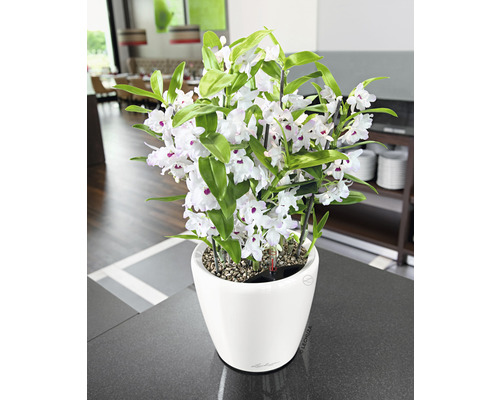 Dendrobium Nobilé plant met witte bloemen in een witte pot