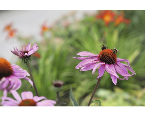 Close-up van purperen zonnehoedbloemen met hommels