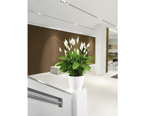 Interieurbeeld met een vredeslelie in een witte pot