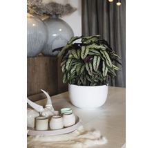 Decoratieve kamerplant in witte sierpot op een tafel
