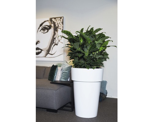 Kamerplant in witte plantenbak in de woonkamer