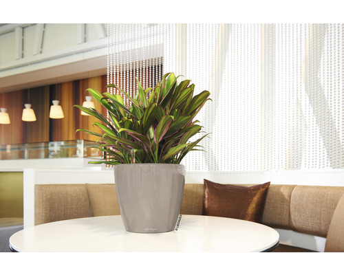 Cordyline kamerplant in een grijze plantenbak op een ronde tafel