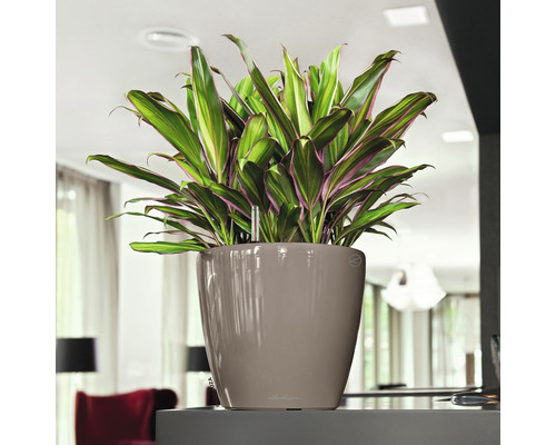 Kamerplant in plantenbak