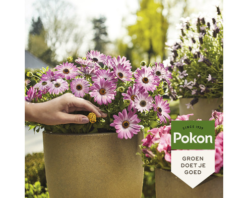 Bloempotten met bloeiende planten en Pokon logo.