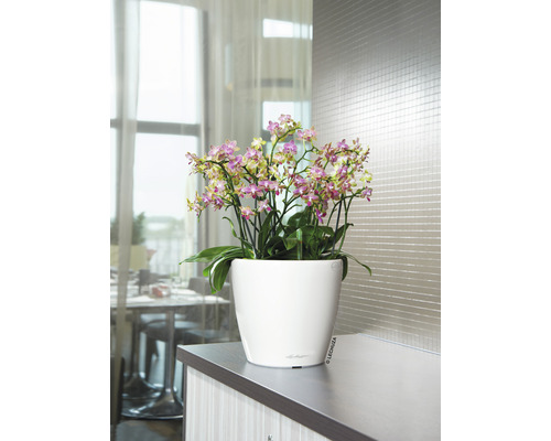Orchidee in een witte plantenbak op een tafel