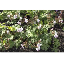 Bloeiende elfenbloem in de tuin