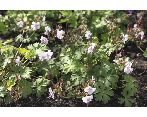 Bloeiende elfenbloem in de tuin