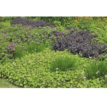 Diverse planten in een tuinbed