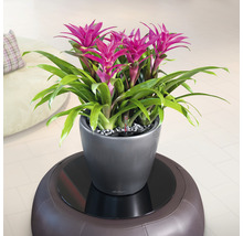 Bromelia in een pot op een kruk