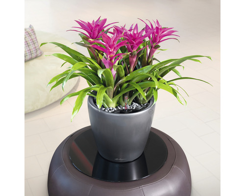 Bromelia in een pot op een kruk
