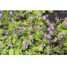 FLORASELF Ooievaarsbek Geranium cantabrigiense Ø 11 cm