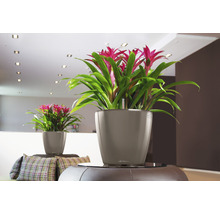 Twee bromelia''s in Lechuza plantenbakken in een woonkamer.