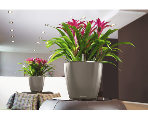Twee bromelia''s in Lechuza plantenbakken in een woonkamer.