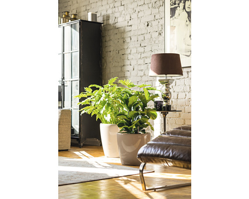 Twee kamerplanten in potten in een lichte woonkamer met bakstenen muur