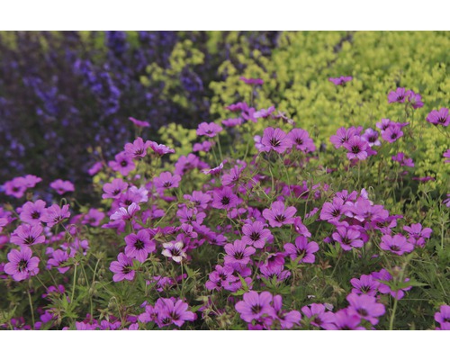 FLORASELF Ooievaarsbek Geranium cinerea 'Ballerina' potmaat Ø 11.0 cm H 5-15 cm Close-up van paarse ooievaarsbekbloemen in de tuin