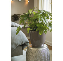 Kamerplant in pot op een bijzettafel in de slaapkamer