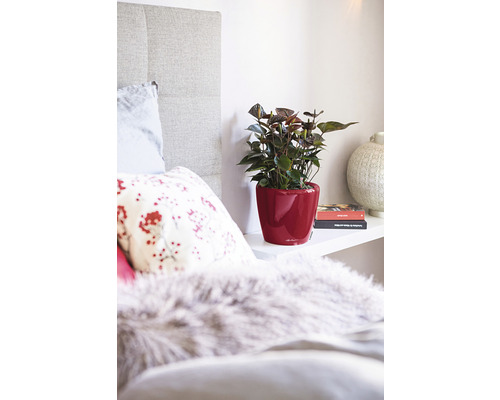 Decoratieve slaapkamer met anthurium in rode sierpot op een plank
