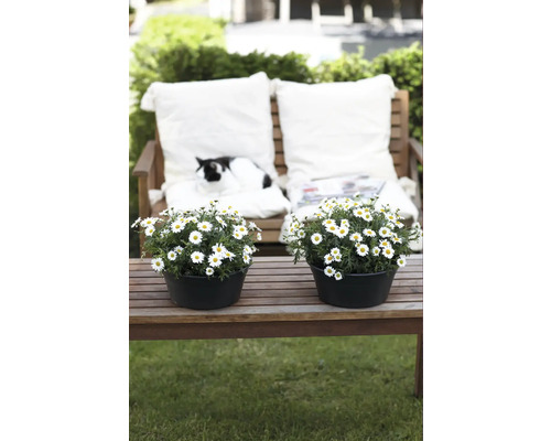 Tuinscène met madeliefjes in potten en kat op tuinbank