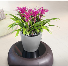 Bromelia in een grijze plantenbak op een bruine kruk
