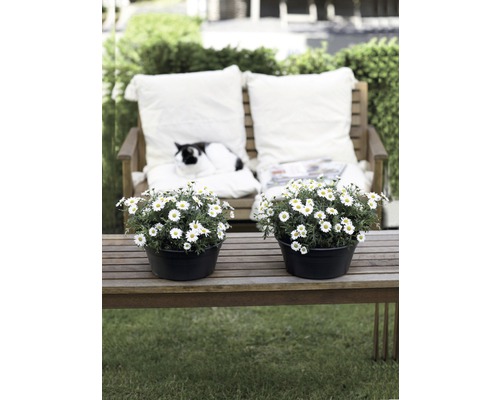 Tuinbank met twee madeliefjes in potten, kussens en een kat