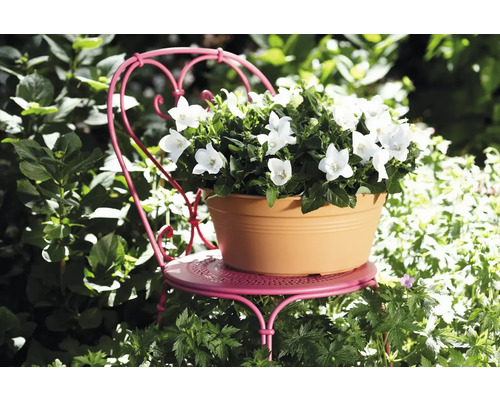 Klokjesbloemen in een bloempot op een kleine tuinstoel