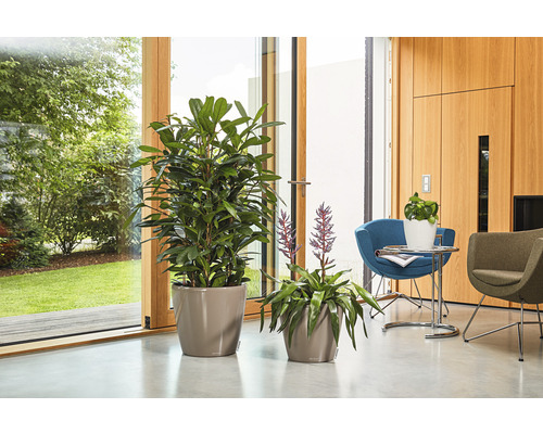 Twee kamerplanten in potten op de vloer voor een raam.