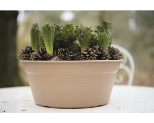 Hyacintenbollen in een pot versierd met dennenappels