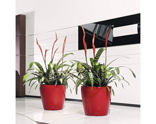 Twee bromelia planten in plantenbakken