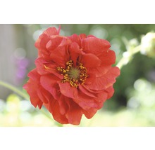 Close-up van een enkele rode geum bloem