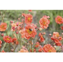 FLORASELF Nagelkruid Geum cocciuneum 'Borisii' Ø 11 cm