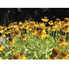 Gele zonnehoed bloemen in de tuin