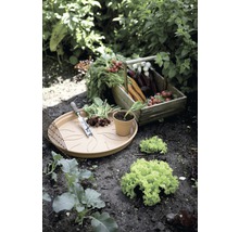 Moestuin met oogst in een houten kist, schotel en tuingereedschap