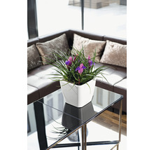 Decoratief arrangement met paarse irissen in een witte plantenbak op een bijzettafel