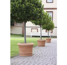Drie laurierbomen in terracotta potten langs een stenen pad.