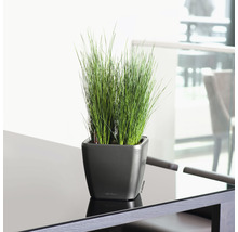 Grasbundel in een vierkante plantenbak op een tafel