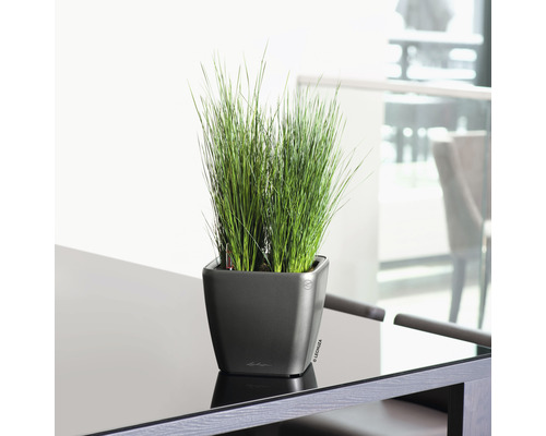 Grasbundel in een vierkante plantenbak op een tafel