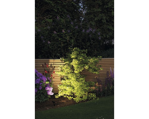 Tuin met verlichting, planten en houten schutting