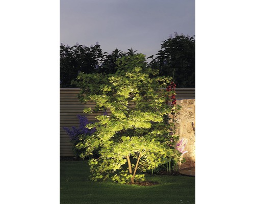 Verlichte boom in tuin ''s nachts.