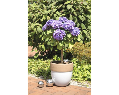 Tuinhortensia in een plantenbak met decoratieve bollen