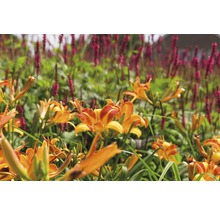 Close-up van oranje daglelies in een tuinperk