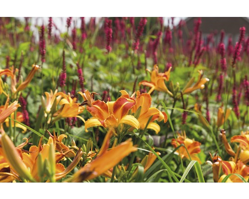 Close-up van oranje daglelies in een tuinperk