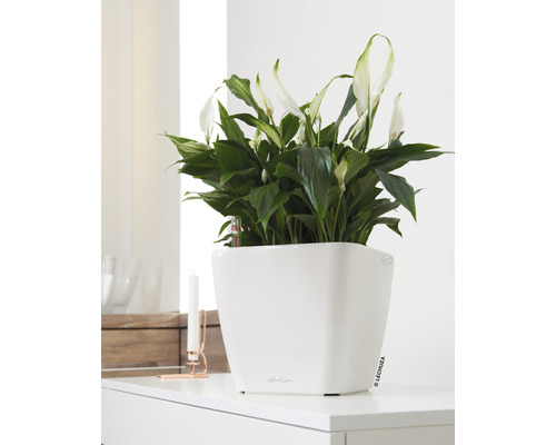 Spathiphyllum kamerplant in witte pot