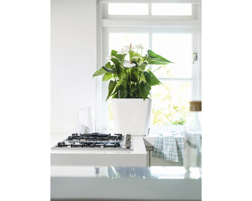 Interieur scène met anthurium in witte pot op een aanrecht