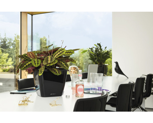 Gebedsplant in zwarte plantenbak op een tafel