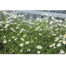 FLORASELF Zomeraster Kalimeris incisa Ø 11 cm