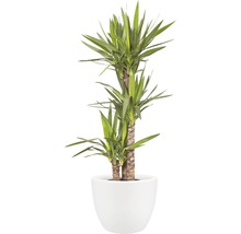 Yucca kamerplant in pot