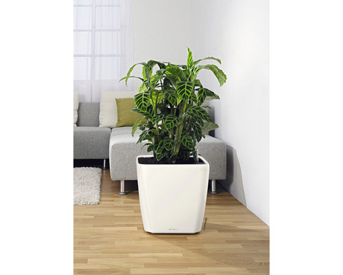 Kamerplant in witte plantenbak in woonkamer