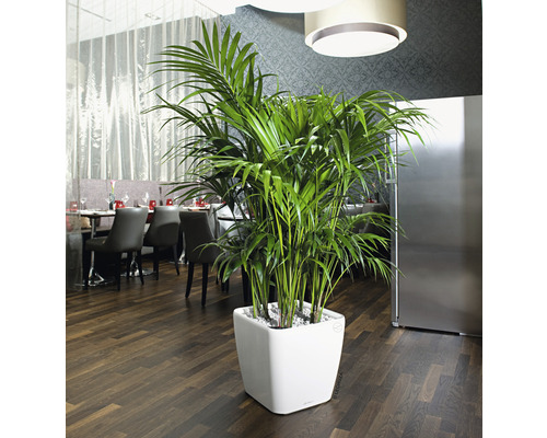 Kentia palm in witte plantenbak in een restaurant