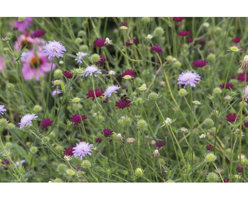 Bloemenweide met diverse Scabiosa bloemen en een hommel