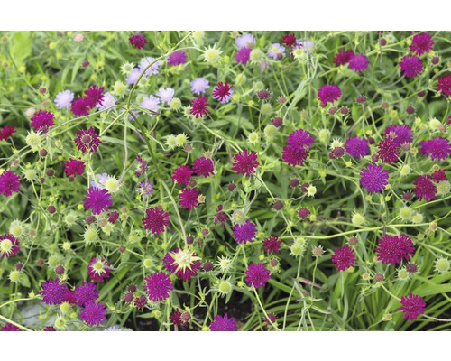 Close-up van een beemdknoopzaaisel met purperrode bloemen